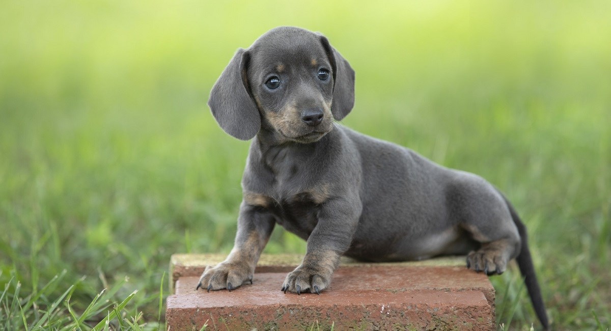 Dachshund puppy standing on bricks