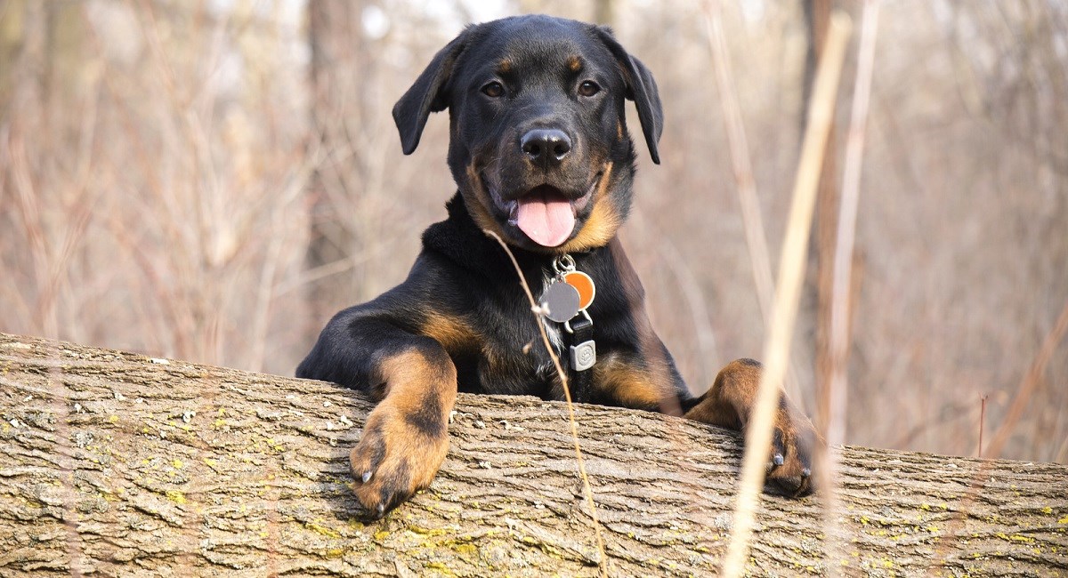 Rottweiler puppy peering over felled tree