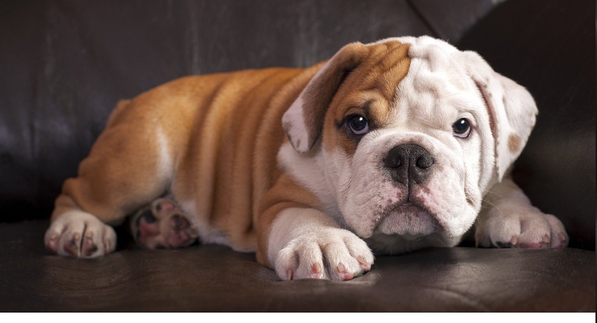 Puppy laid on floor with beautiful eyes