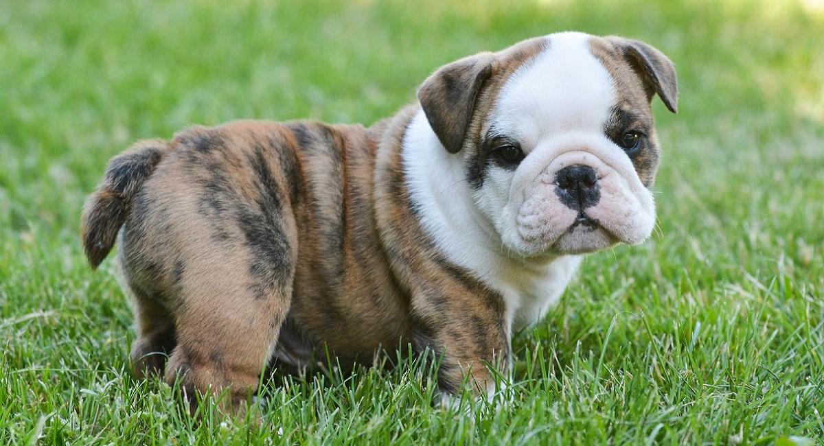 English Bulldog Puppy in a grass meadow