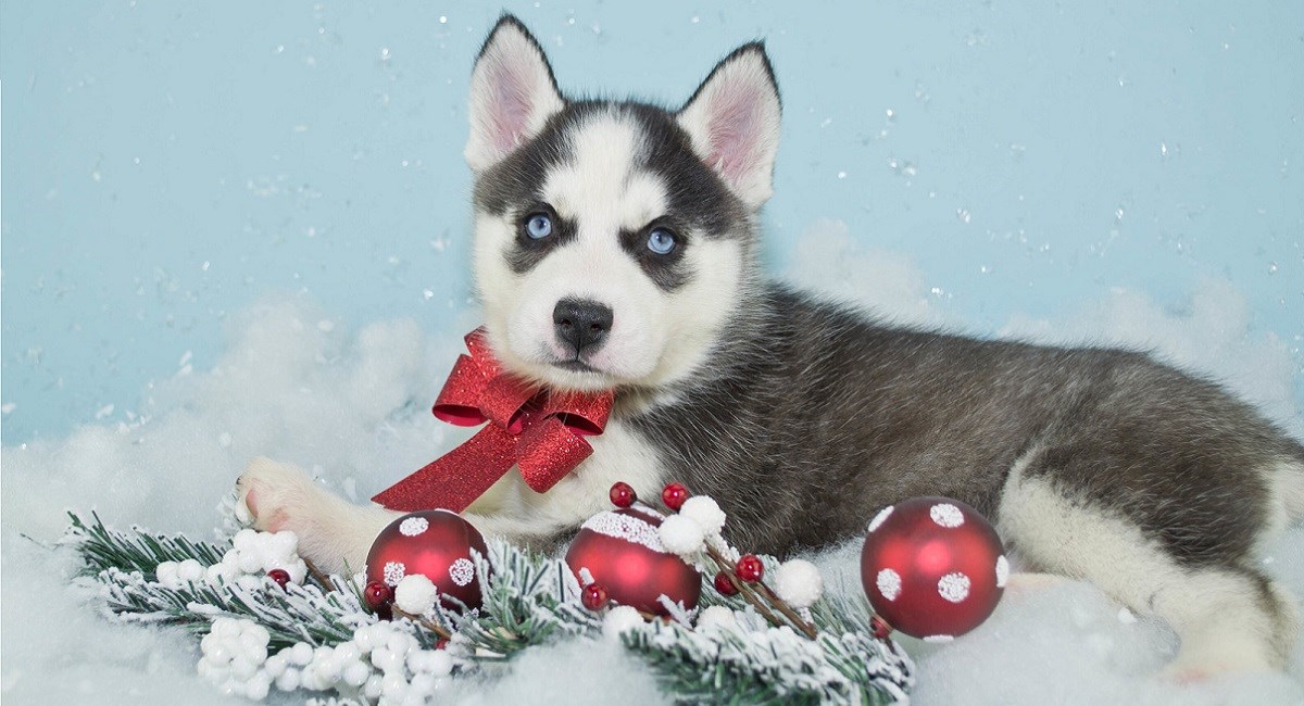 Siberian Husky puppy with xmas baubles