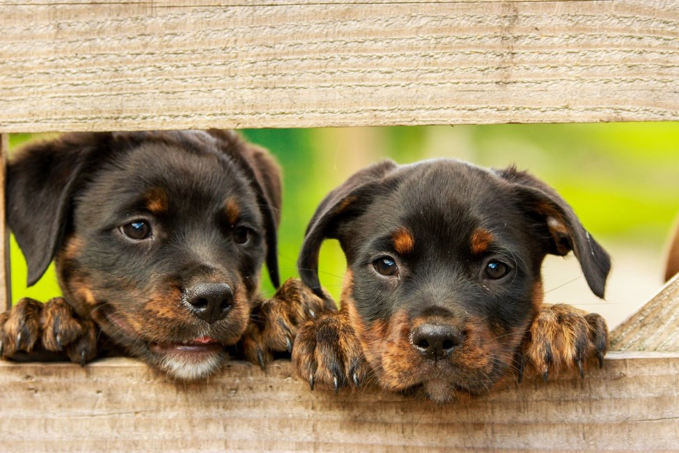 Two Rottweiler puppies looking through gap in gate