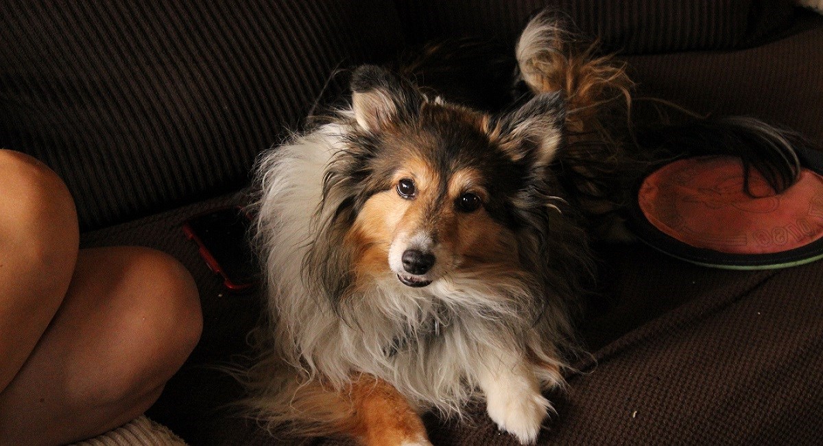 Sable Sheltie waiting a groomin session