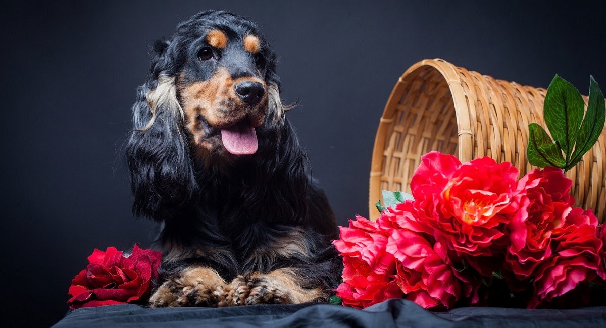 Black and tan Cocker with red rose.