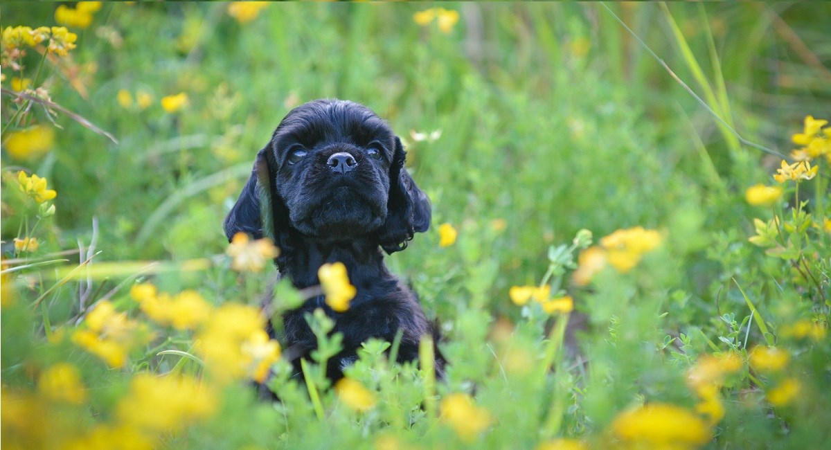 Black Cocker Spaniel puppy in a meadow