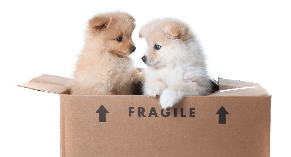Two Pomeranian puppies in cardboard box
