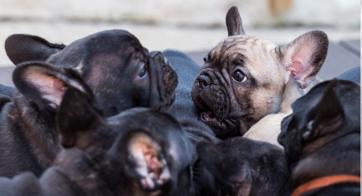 French Bulldog puppy in a pack