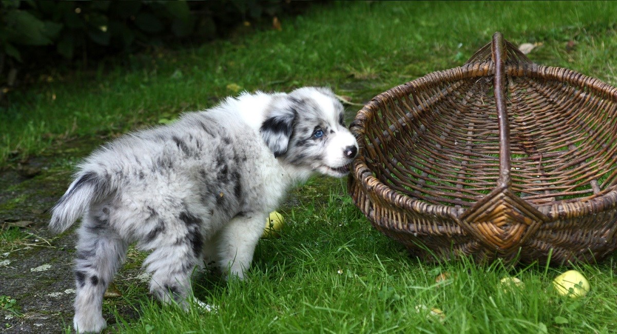 Merle Australian Shepherd pup by a basket.