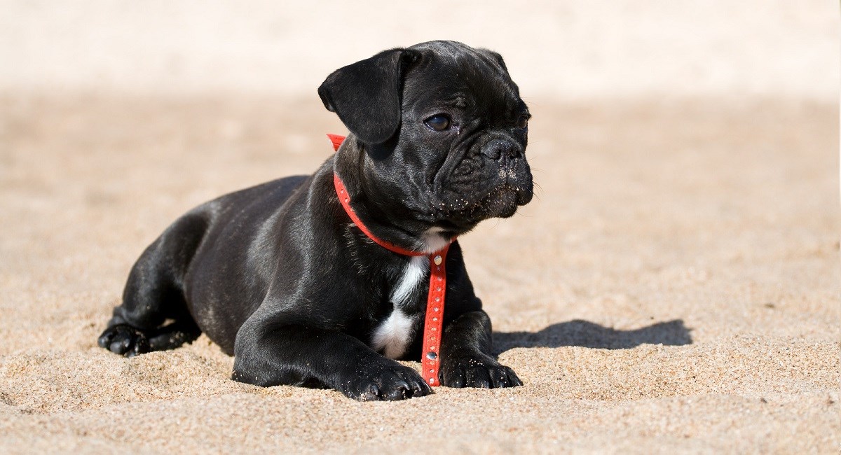 Young French Bulldog lying on the sand