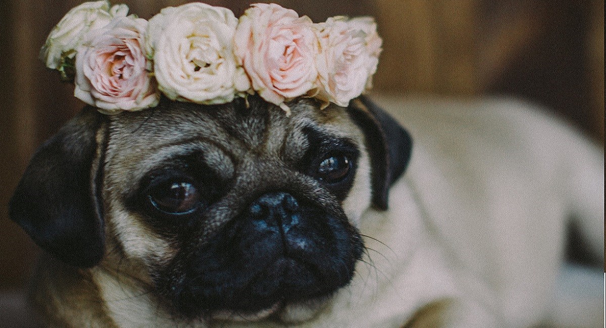 Pug puppy with pink rose bouquet on head.