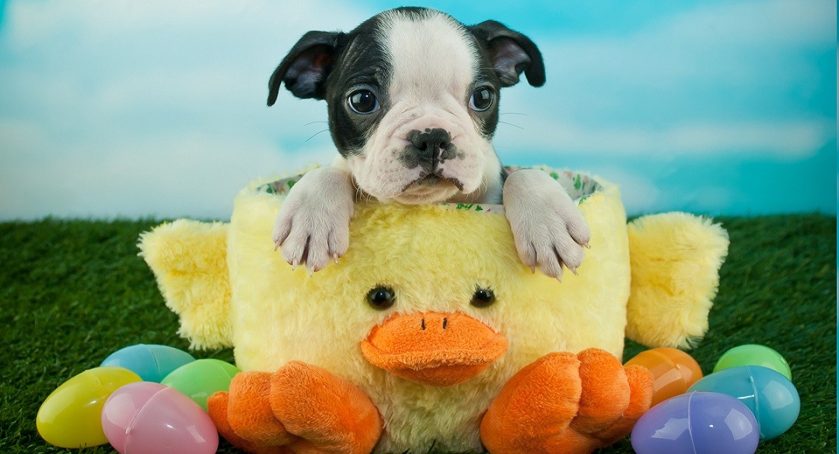 Boston terrier puppy sitting in easter cup surrounded by eggs