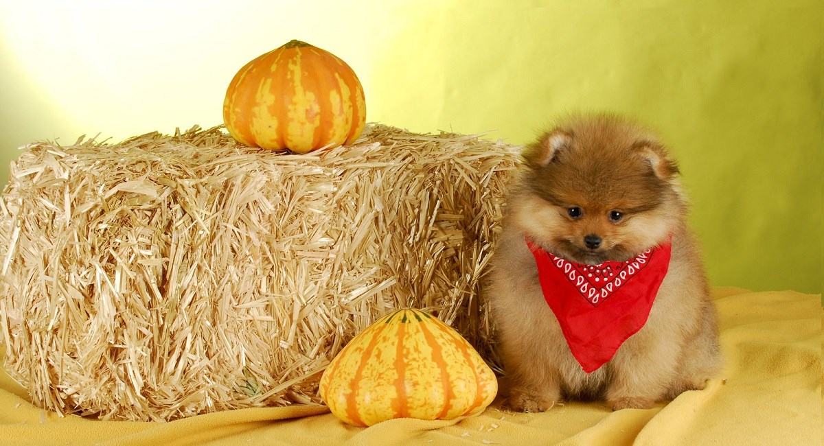 Pomeranian puppy with pumpkin