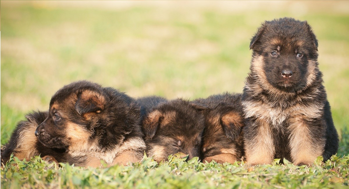 Four GSD puppies in field