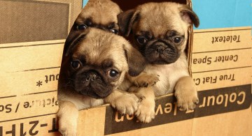 Fawn pug puppies at window cut in cardboard box