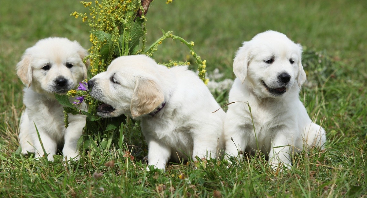 Golden Retriever puppies in a field