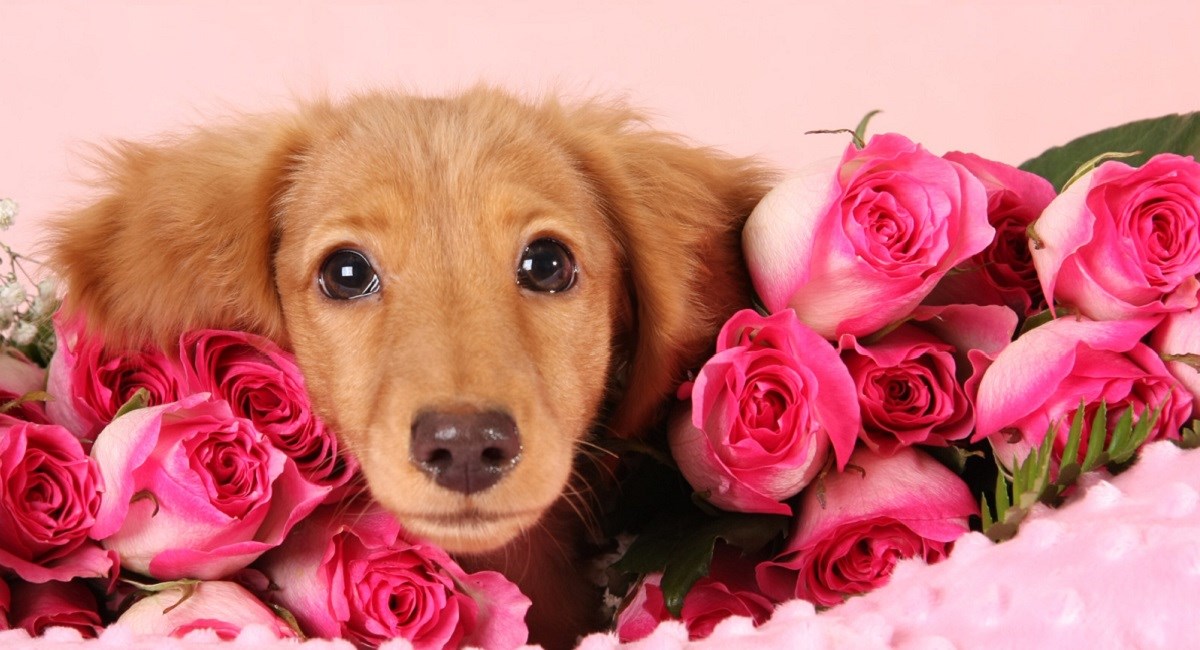 Dachshund puppy with pink roses.