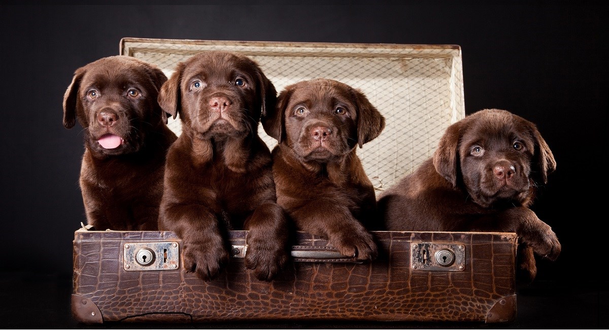 Four chocolate Labrador pups sitting in a suitcase