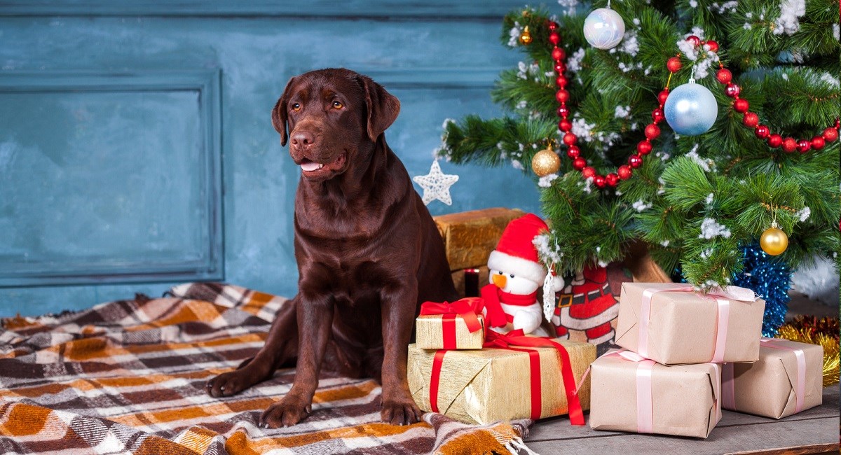 Labrador Retriever dog guarding Christmas present