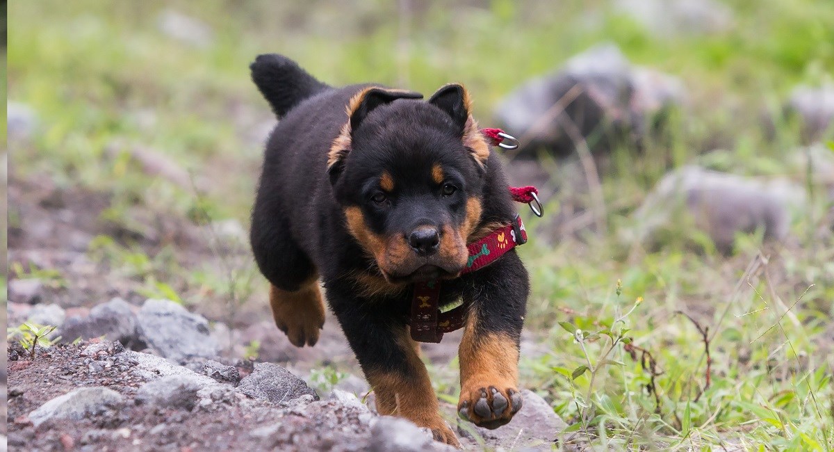 Determined Rotweiler puppy running 