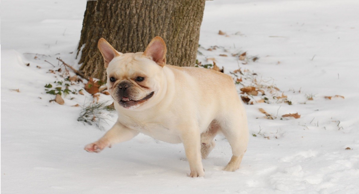 French Bulldog puppy enjoying snow