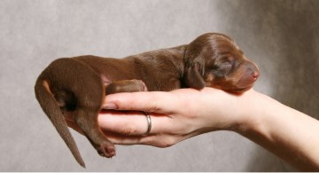 Small Dachshund puppy held in a hand