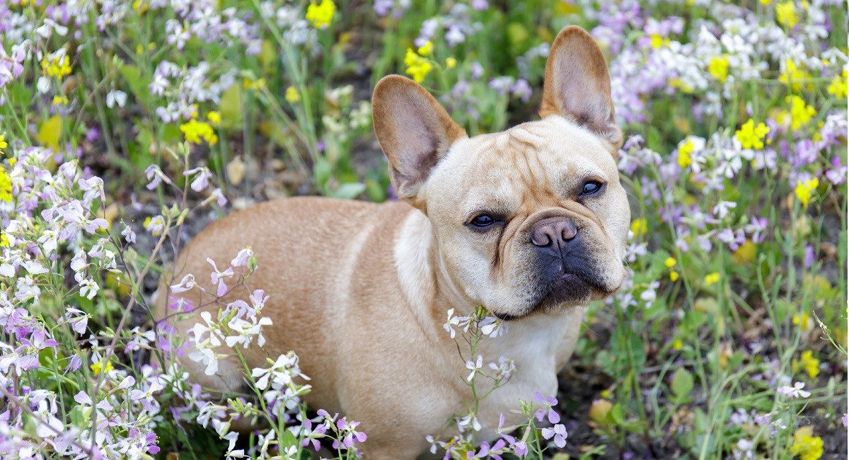 French Bulldog puppy in meadow.