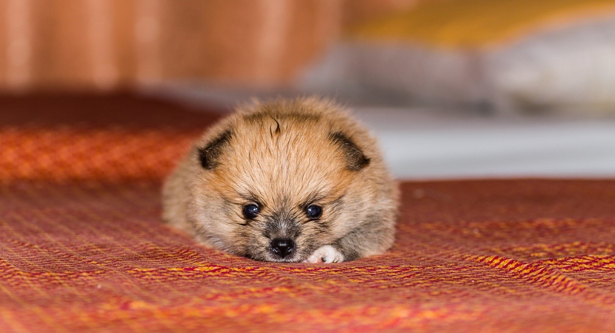 Pomeranian Puppy that looks like a hedgehog