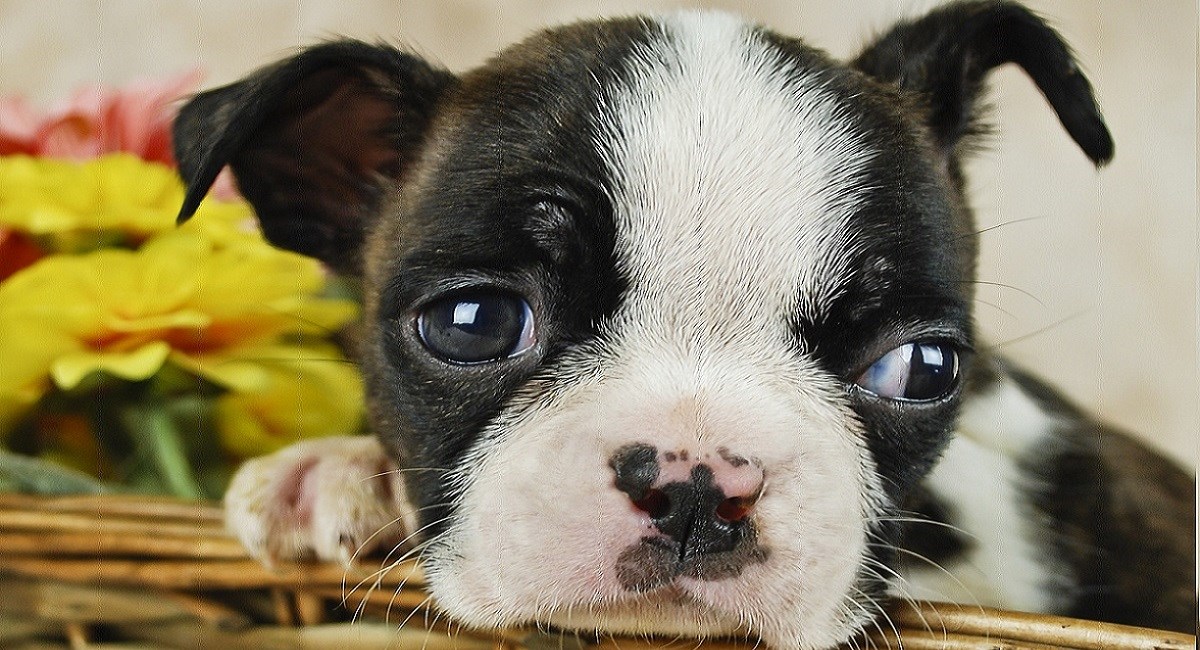 Boston terrier puppy mug shot