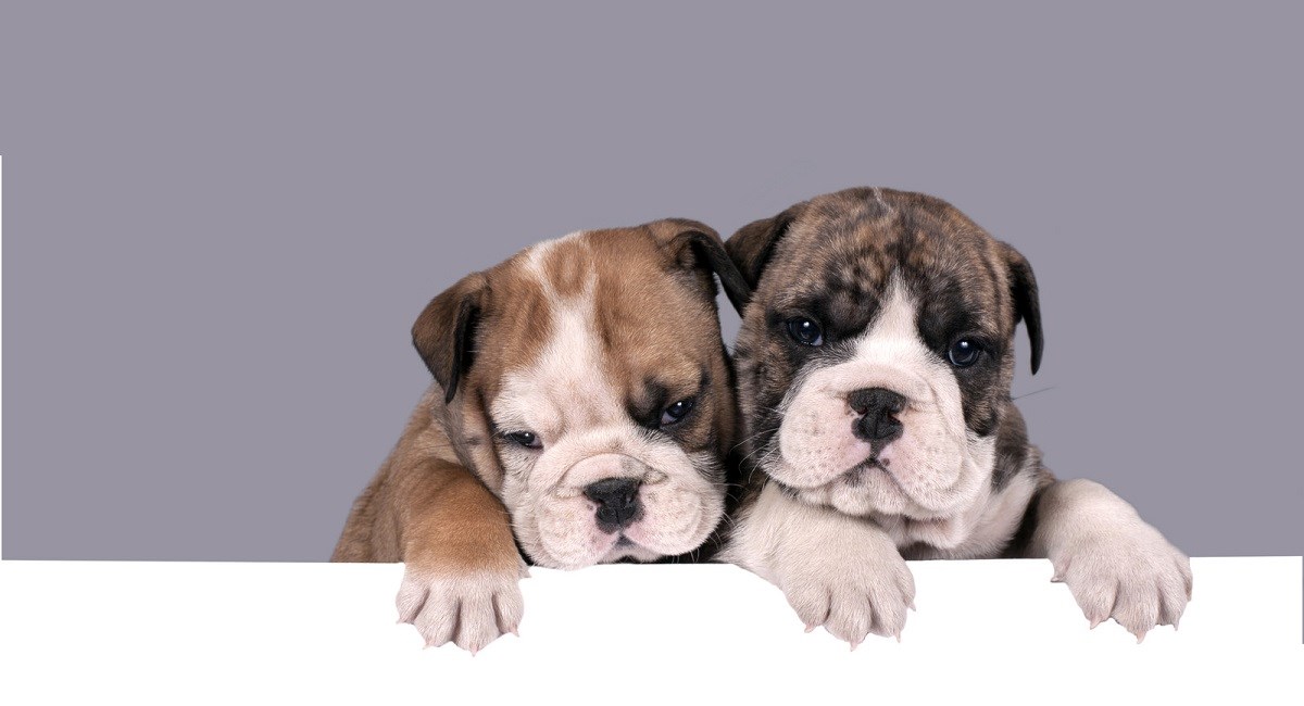 Two English Bulldog puppies peering over a table edge