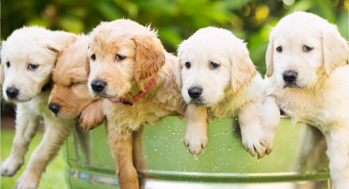 Four Golden Retriever puppies escaping a water tub