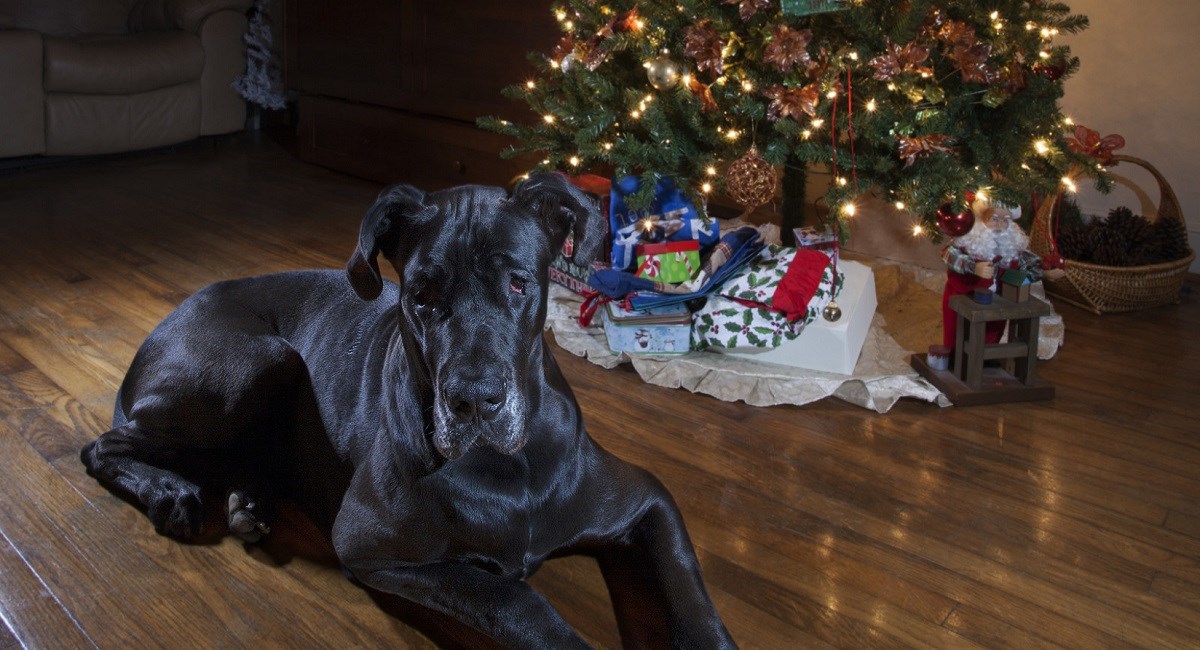 Great Dane with Christmas tree
