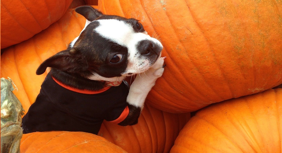 Boston Terrier puppy lost in a batch of pumpkins