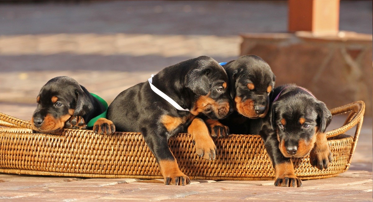 Doberman Pinscher puppies in a basket