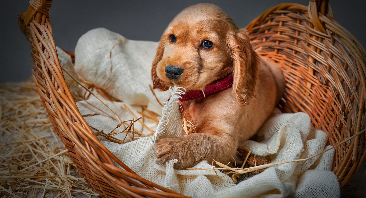 Red Cocker Spaniel puppy in a basket