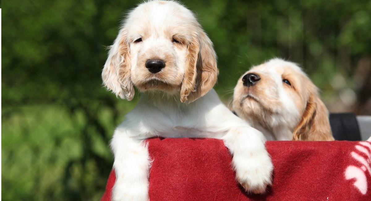 Two sleepy orange roan Cocker Spaniel puppies