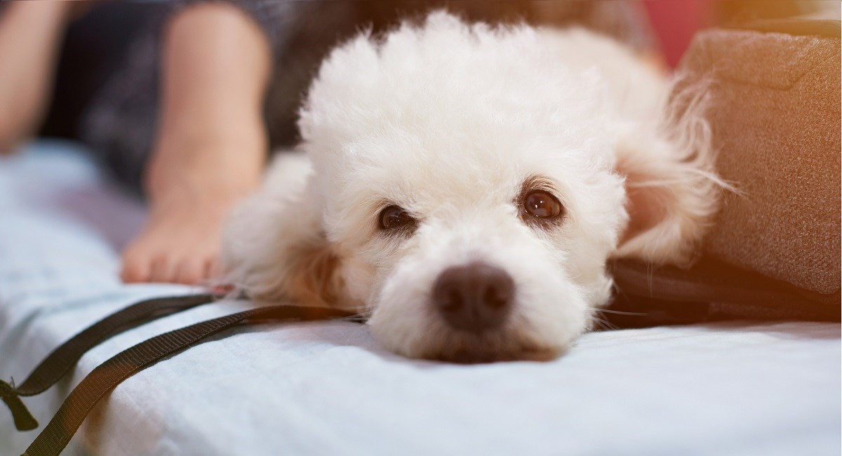 Jealous looking white poodle puppy