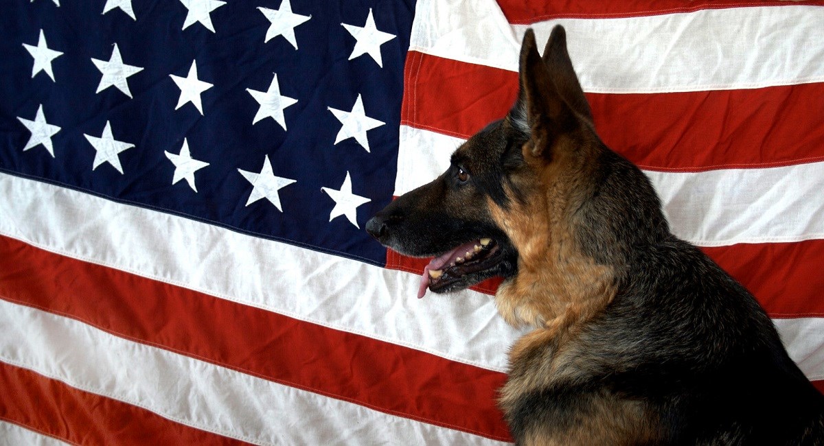 German Shepherd Dog gin front of American flag