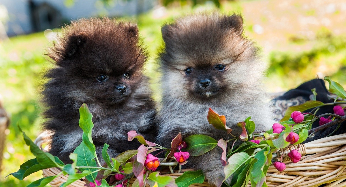 Two lovable Pomeranian puppies in basket
