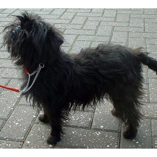 Affenpinscher