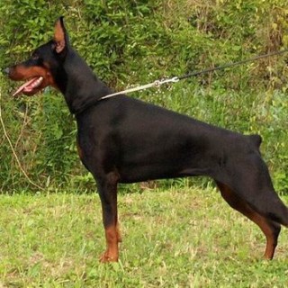Doberman Pinscher