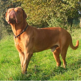 Dogue de Bordeaux