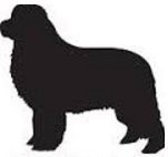 I Love Newfoundland Dog Socks, China Mug and or Coaster. Heat Pressed Novelty Gift (Socks)