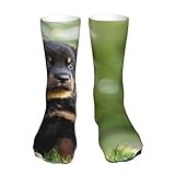 KONGNY French Shepherd Dogs Beauceron Black Puppy Cute Crew Socks Compression Socks Casual Novelty Sports Socks 40 cm Long For Unisex
