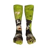 FJQWKLF Cute Standard Schnauzer Dog Classic Casual Long Socks 20in, Men's And Women's Athletic Long Socks, Novelty Long Leg Socks, Tall Socks.